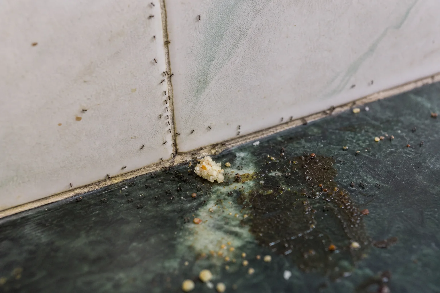 KaamGenie pest control technician placing ant gel bait along a kitchen skirting and entry crack in a Delhi home
