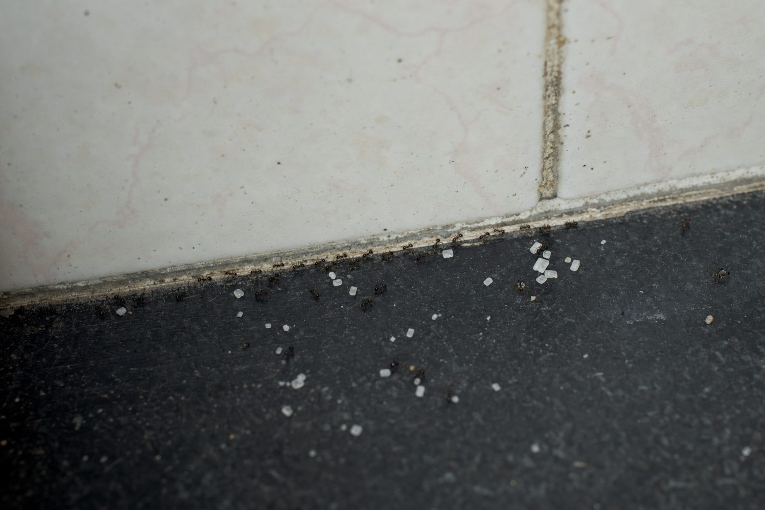 A trail of small black ants along a Delhi kitchen countertop near a sugar spill and the wall edge