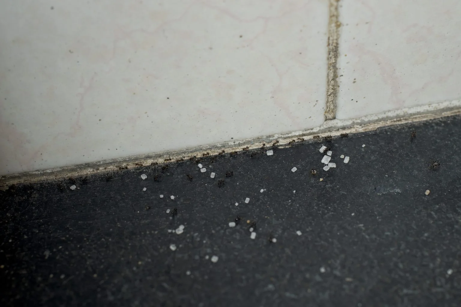 A trail of small black ants along a Delhi kitchen countertop near a sugar spill and the wall edge