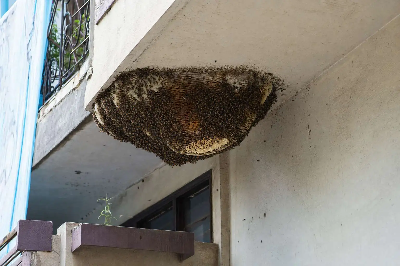 A large honey bee hive hanging under the concrete balcony slab of a Delhi apartment building