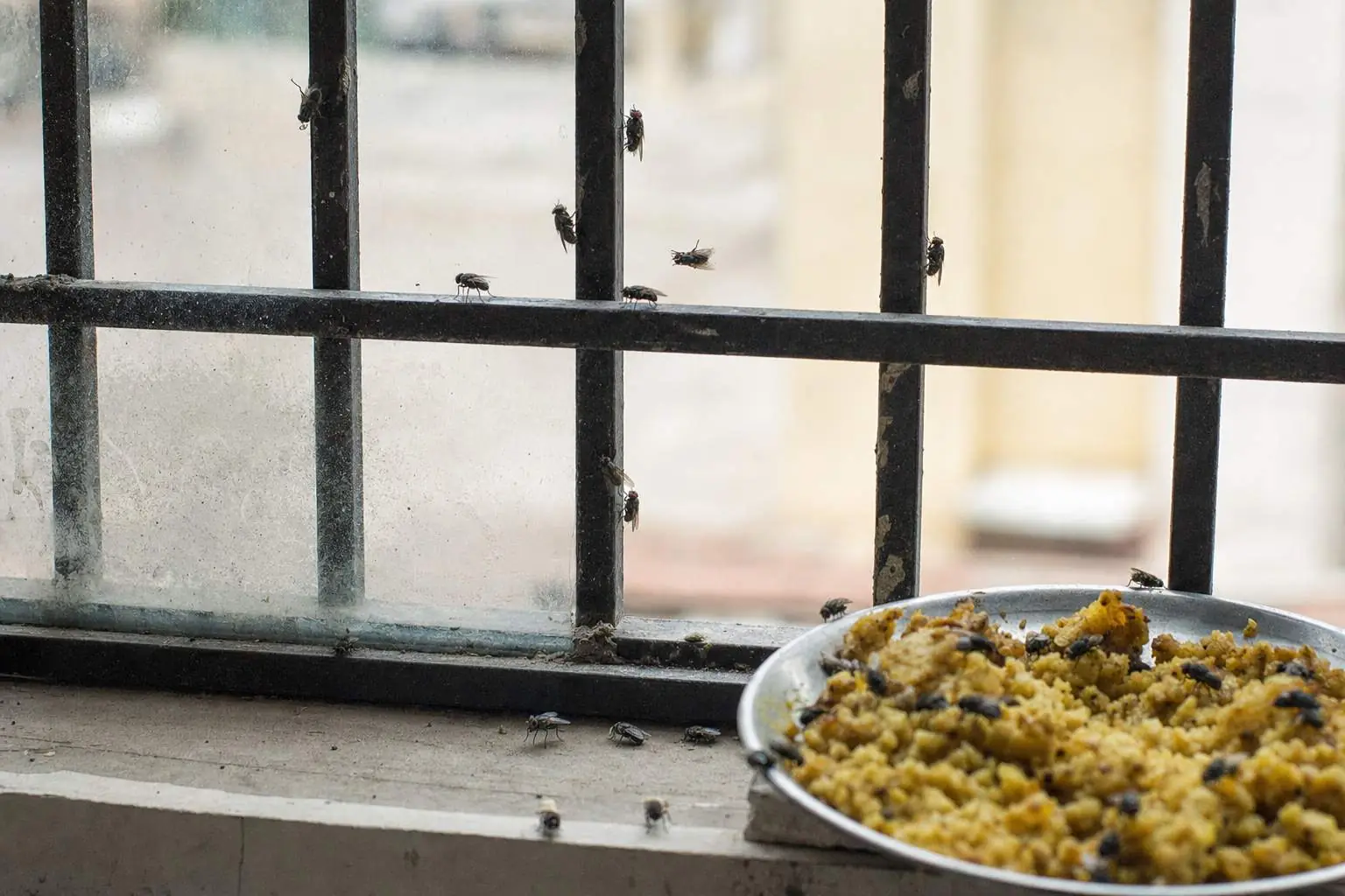 Several houseflies gathered on a kitchen window grille and uncovered food in a Delhi home during summer