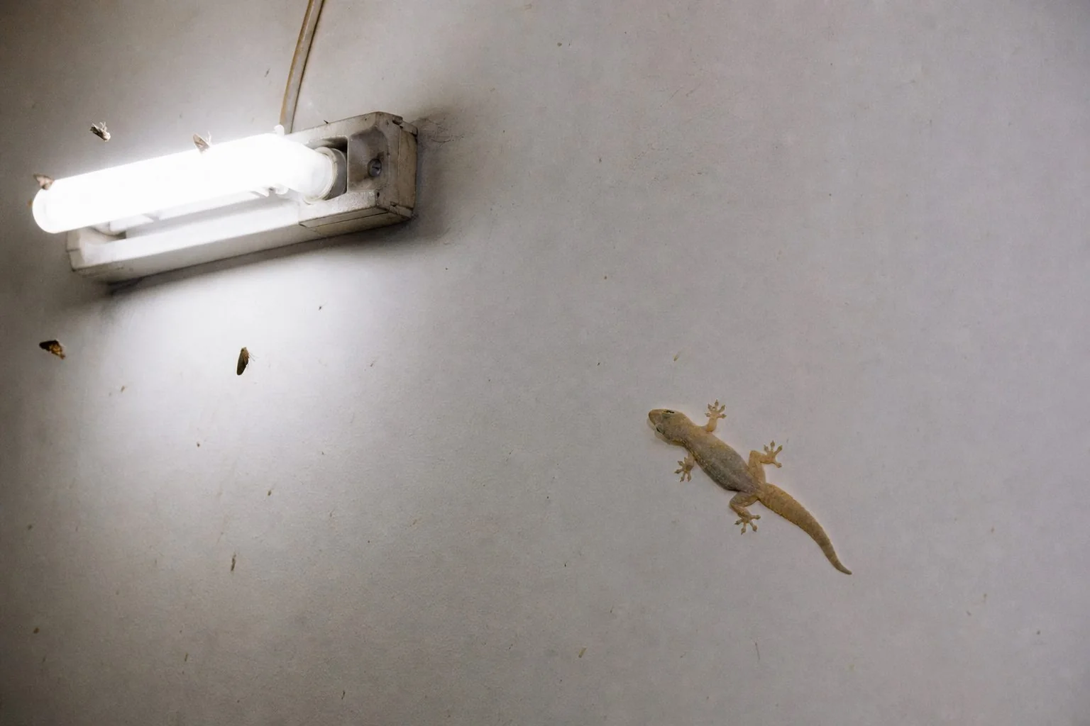 A common house lizard on a Delhi kitchen wall near a tube light at night where insects gather