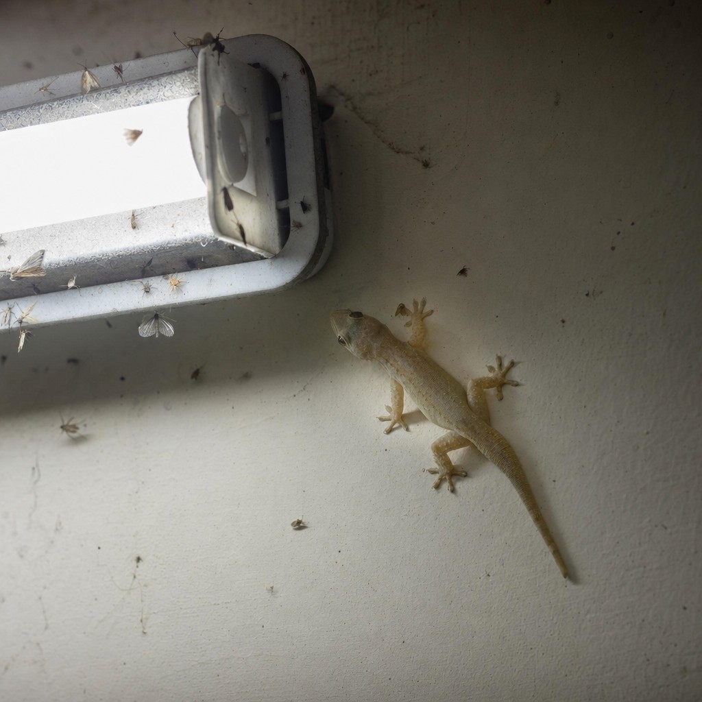 A house lizard near a bright white tube light on a Delhi flat wall where moths and insects have gathered at night