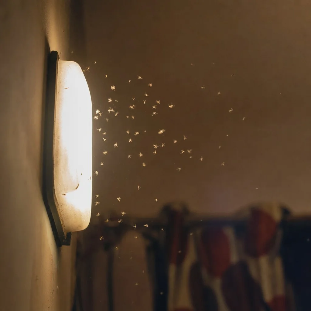 Mosquitoes and flies near a Delhi window light, the insect food that draws house spiders indoors
