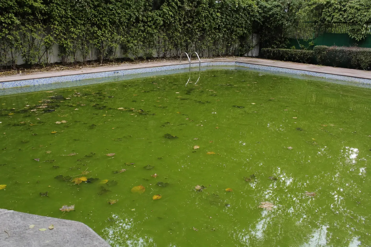KaamGenie technician testing and treating cloudy green swimming pool water in Delhi