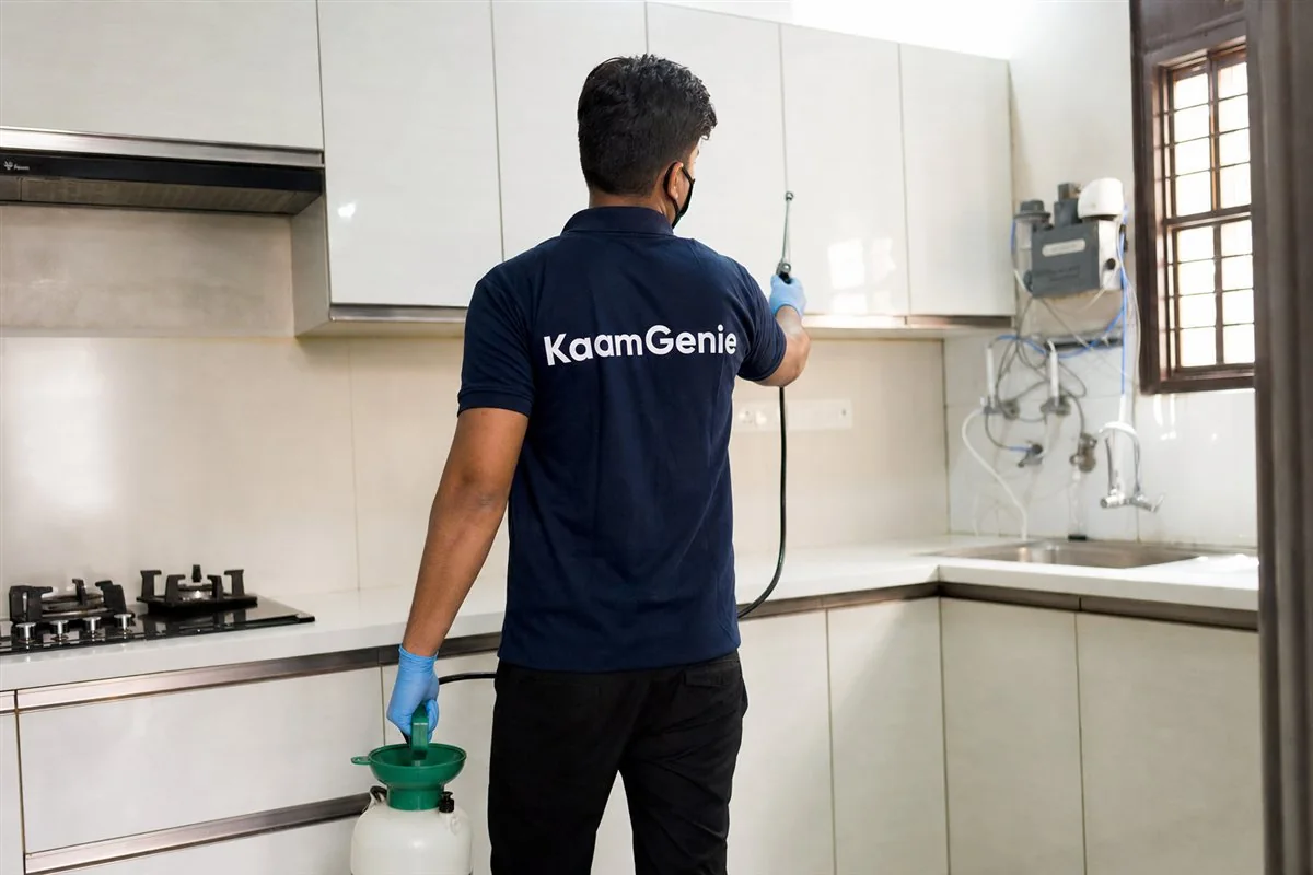 Ant trail along a Delhi kitchen counter edge being treated at source with gel-bait rather than wiped away