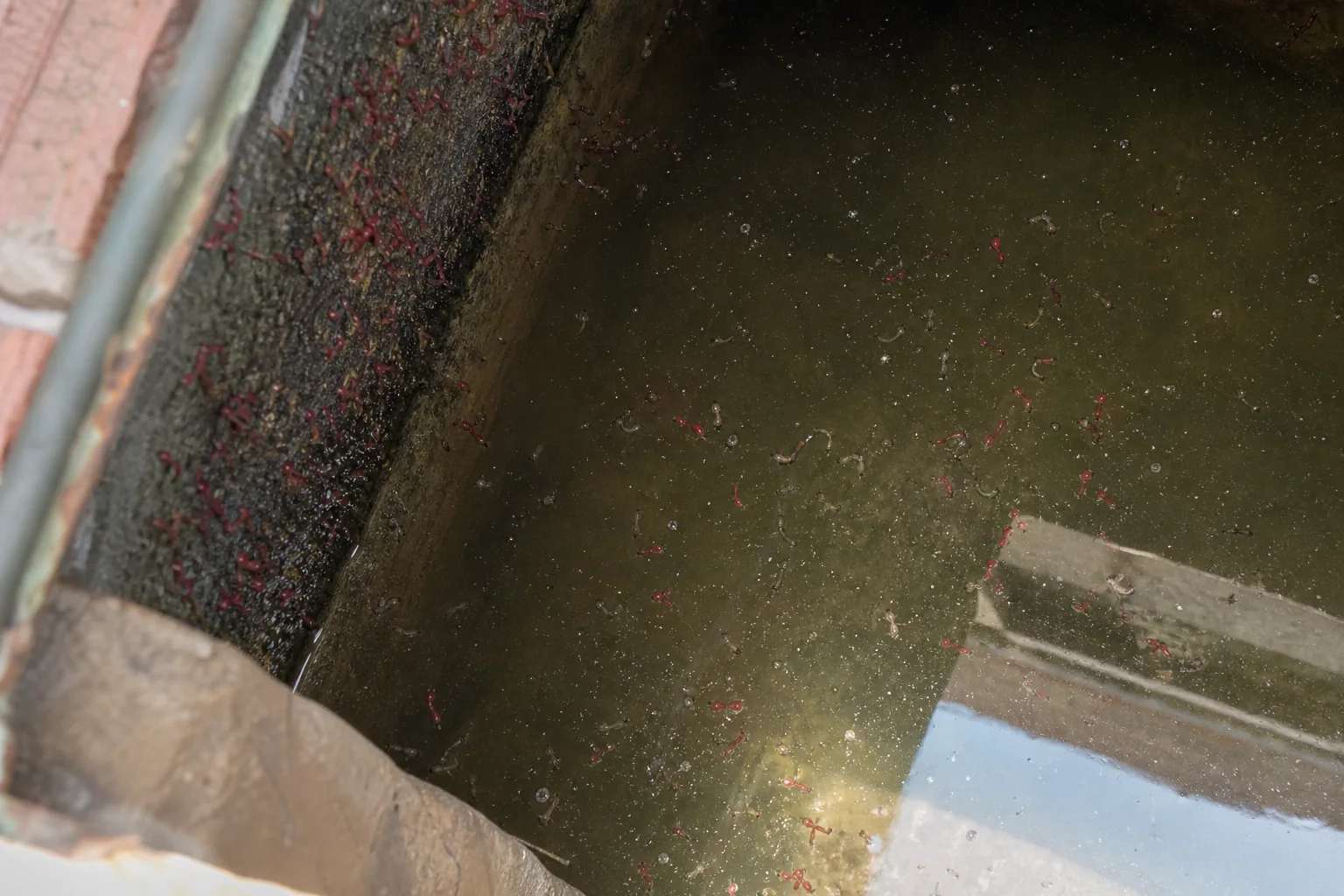 Red worms (bloodworms) in a Delhi water tank