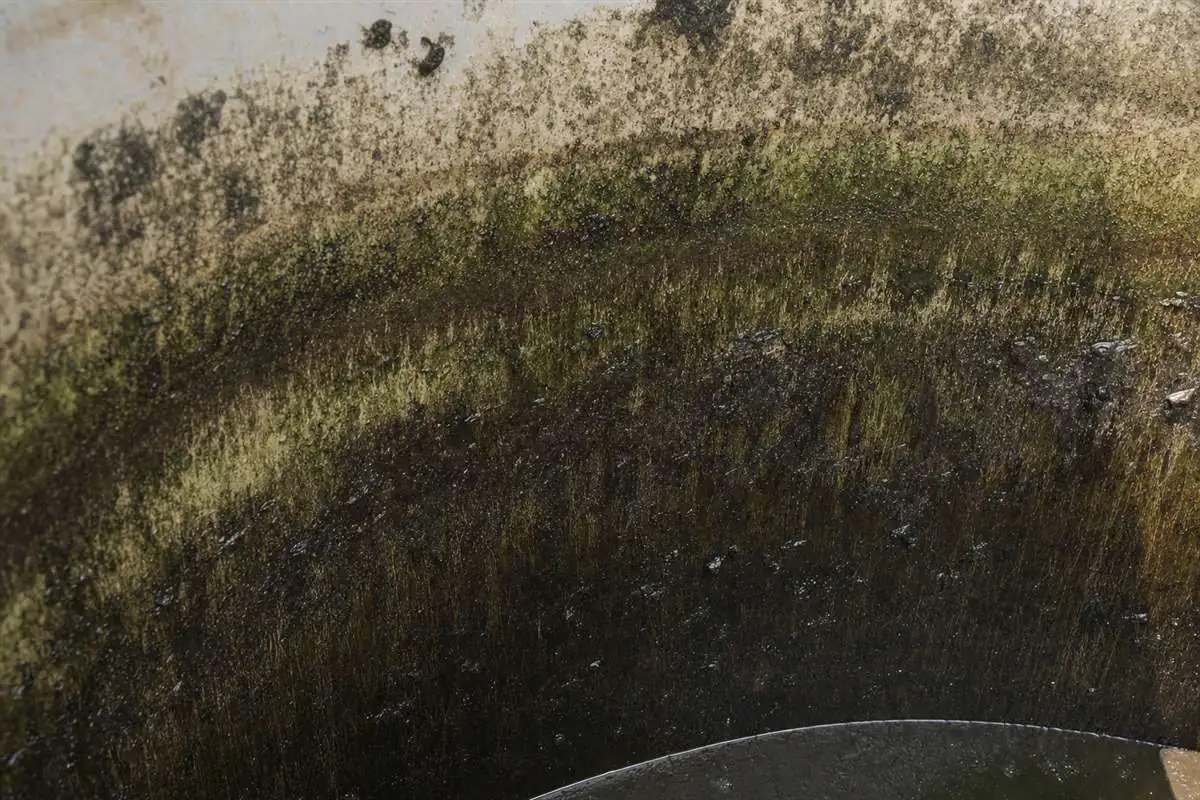Close-up of slimy green biofilm and algae coating the inside wall of a neglected water tank in Delhi