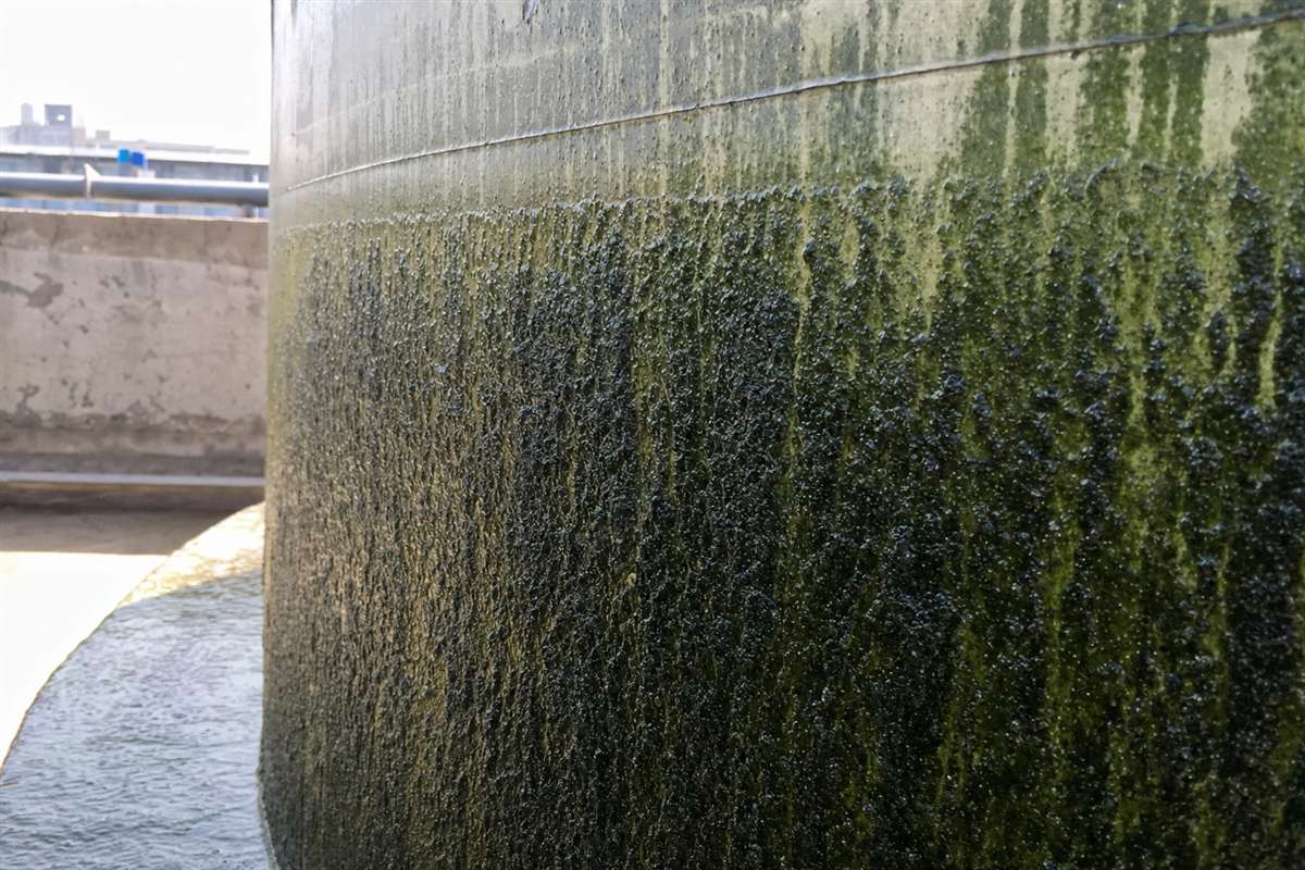 Close-up of slimy green-brown biofilm and algae coating the inside wall of a neglected water tank in Gurgaon