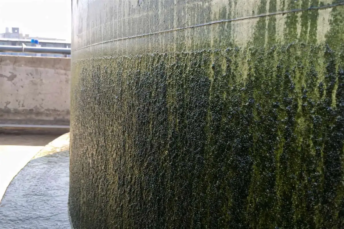 Close-up of slimy green-brown biofilm and algae coating the inside wall of a neglected water tank in Gurgaon